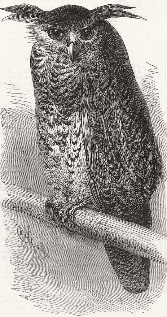 BIRDS. The oriental eagle owl 1878 old antique vintage print picture